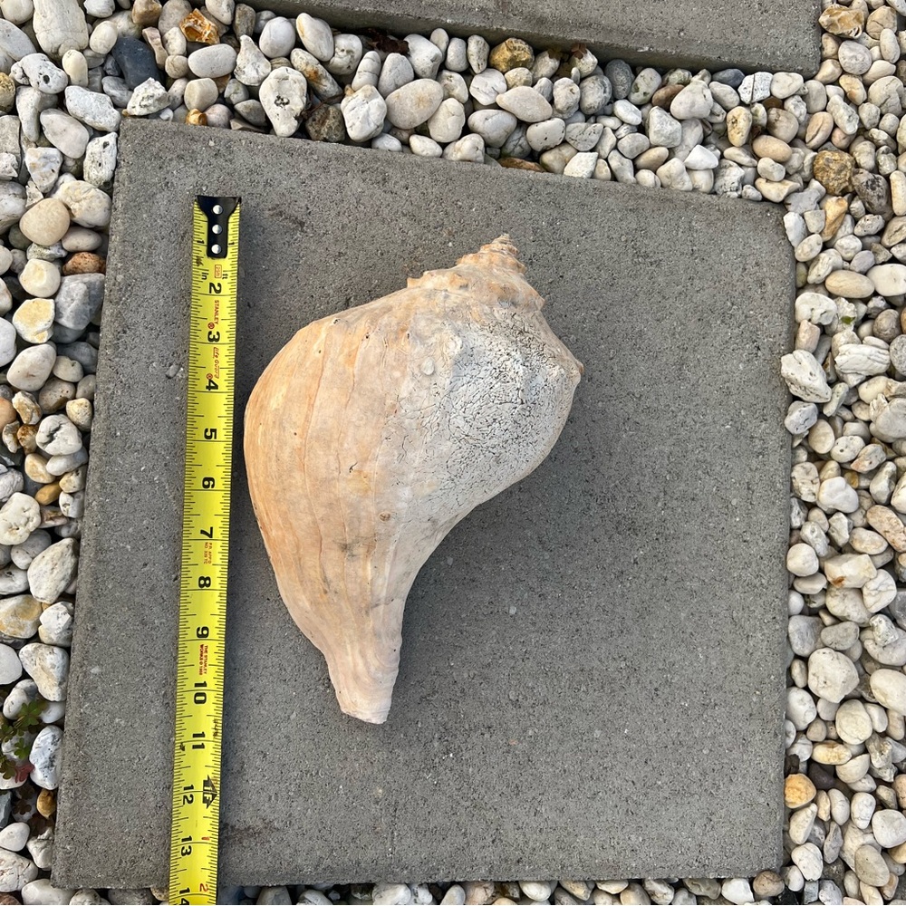 Beautiful Shell - Picture 2 of 3